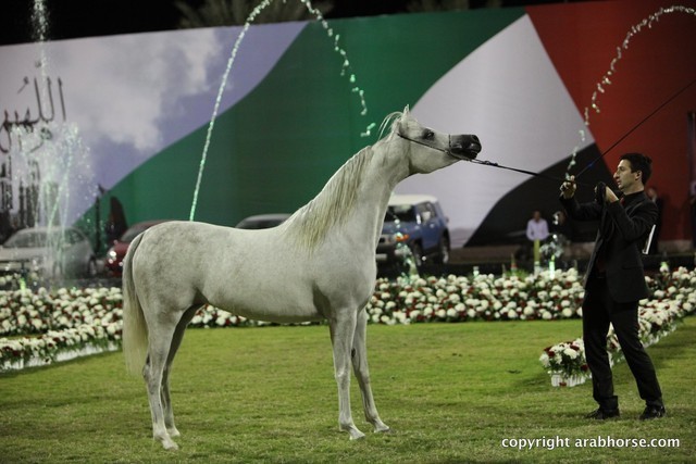 2013 Ajman Arabian Horse Show (day 3)