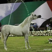 2013 Ajman Arabian Horse Show (day 3)