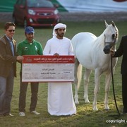 2013 Ajman Arabian Horse Show (day 3)