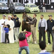2013 Ajman Arabian Horse Show (day 3)