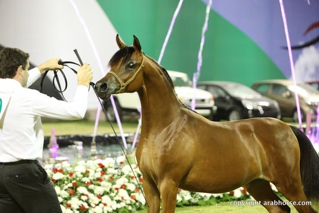 2013 Ajman Arabian Horse Show (day 3)