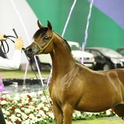 2013 Ajman Arabian Horse Show (day 3)
