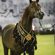 2013 Ajman Arabian Horse Show (day 3)