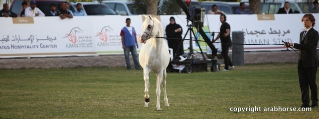 2013 Ajman Arabian Horse Show (day 3)
