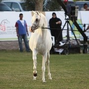 2013 Ajman Arabian Horse Show (day 3)