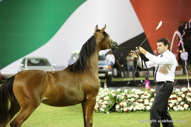 2013 Ajman Arabian Horse Show (day 3)