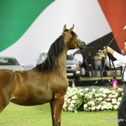 2013 Ajman Arabian Horse Show (day 3)