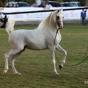 2013 Ajman Arabian Horse Show (day 3)