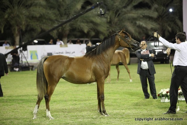 2013 Ajman Arabian Horse Show (day 3)