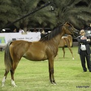 2013 Ajman Arabian Horse Show (day 3)