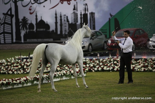 2013 Ajman Arabian Horse Show (day 3)