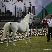 2013 Ajman Arabian Horse Show (day 3)