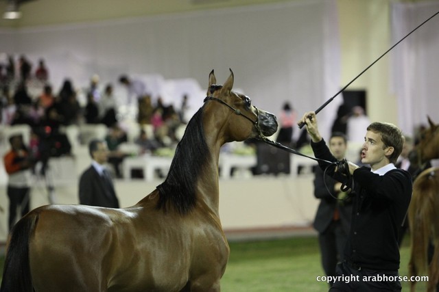 2013 Ajman Arabian Horse Show (day 3)