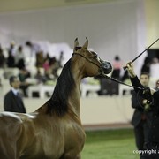2013 Ajman Arabian Horse Show (day 3)