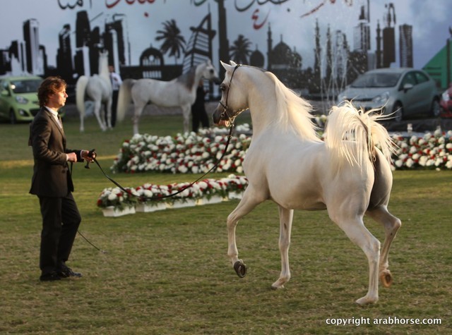 2013 Ajman Arabian Horse Show (day 3)