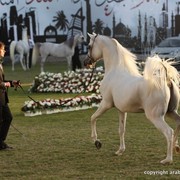 2013 Ajman Arabian Horse Show (day 3)