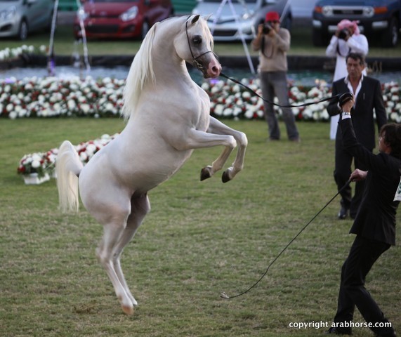 2013 Ajman Arabian Horse Show (day 3)