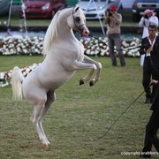 2013 Ajman Arabian Horse Show (day 3)