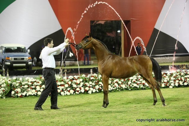 2013 Ajman Arabian Horse Show (day 3)