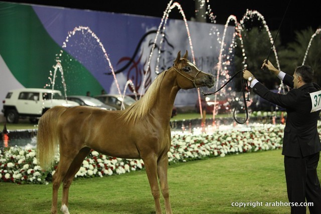 2013 Ajman Arabian Horse Show (day 3)