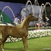 2013 Ajman Arabian Horse Show (day 3)