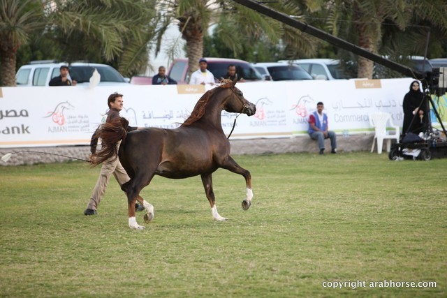 2013 Ajman Arabian Horse Show (day 3)
