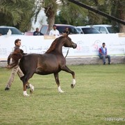 2013 Ajman Arabian Horse Show (day 3)