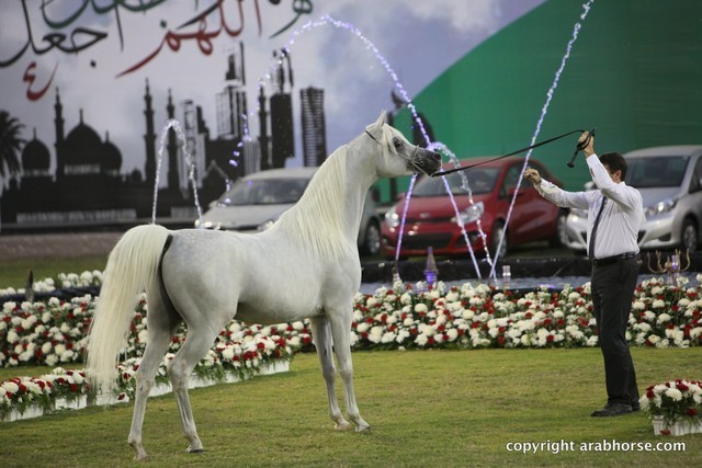 2013 Ajman Arabian Horse Show (day 3)