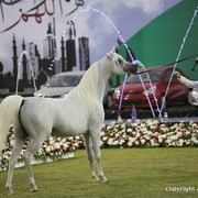 2013 Ajman Arabian Horse Show (day 3)