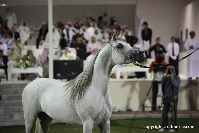 2013 Ajman Arabian Horse Show (day 3)