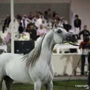 2013 Ajman Arabian Horse Show (day 3)