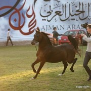 2013 Ajman Arabian Horse Show (day 3)
