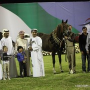 2013 Ajman Arabian Horse Show (day 3)