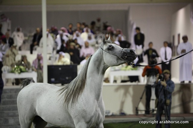 2013 Ajman Arabian Horse Show (day 3)