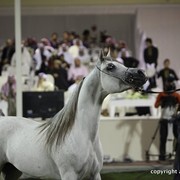 2013 Ajman Arabian Horse Show (day 3)