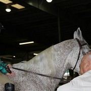 Houston Arabian Show