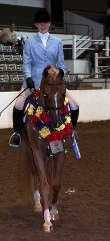 Houston Arabian Show