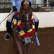 Houston Arabian Show