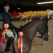Houston Arabian Show