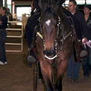 Houston Arabian Show