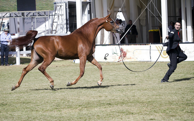 2013 Prince Sultan bin Abdulaziz International Arabian Horse Festival