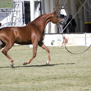 2013 Prince Sultan bin Abdulaziz International Arabian Horse Festival