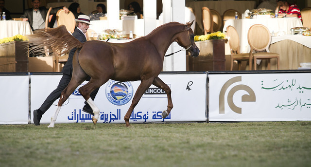 2013 Prince Sultan bin Abdulaziz International Arabian Horse Festival