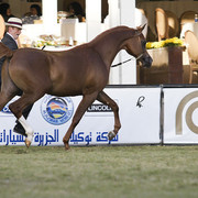 2013 Prince Sultan bin Abdulaziz International Arabian Horse Festival