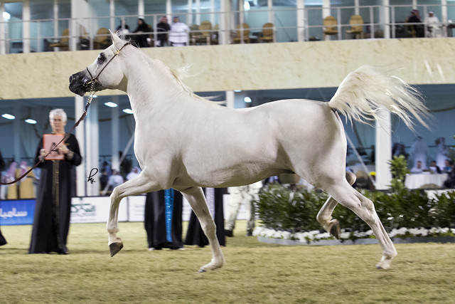 2013 Prince Sultan bin Abdulaziz International Arabian Horse Festival
