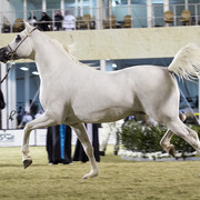 2013 Prince Sultan bin Abdulaziz International Arabian Horse Festival