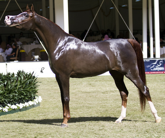 2013 Prince Sultan bin Abdulaziz International Arabian Horse Festival