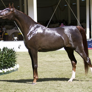 2013 Prince Sultan bin Abdulaziz International Arabian Horse Festival