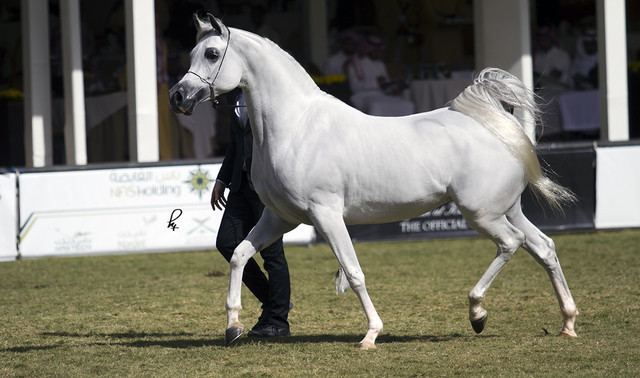 2013 Prince Sultan bin Abdulaziz International Arabian Horse Festival