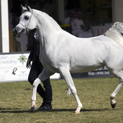 2013 Prince Sultan bin Abdulaziz International Arabian Horse Festival